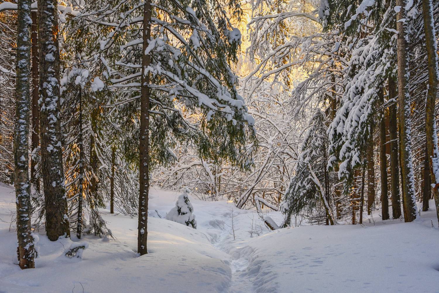 зима мороз снег лес сугробы тропинка деревья ветки, Вера Ра