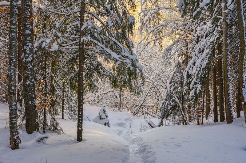 зима мороз снег лес сугробы тропинка деревья ветки Уводит тропинка в заросли леса... фото превью