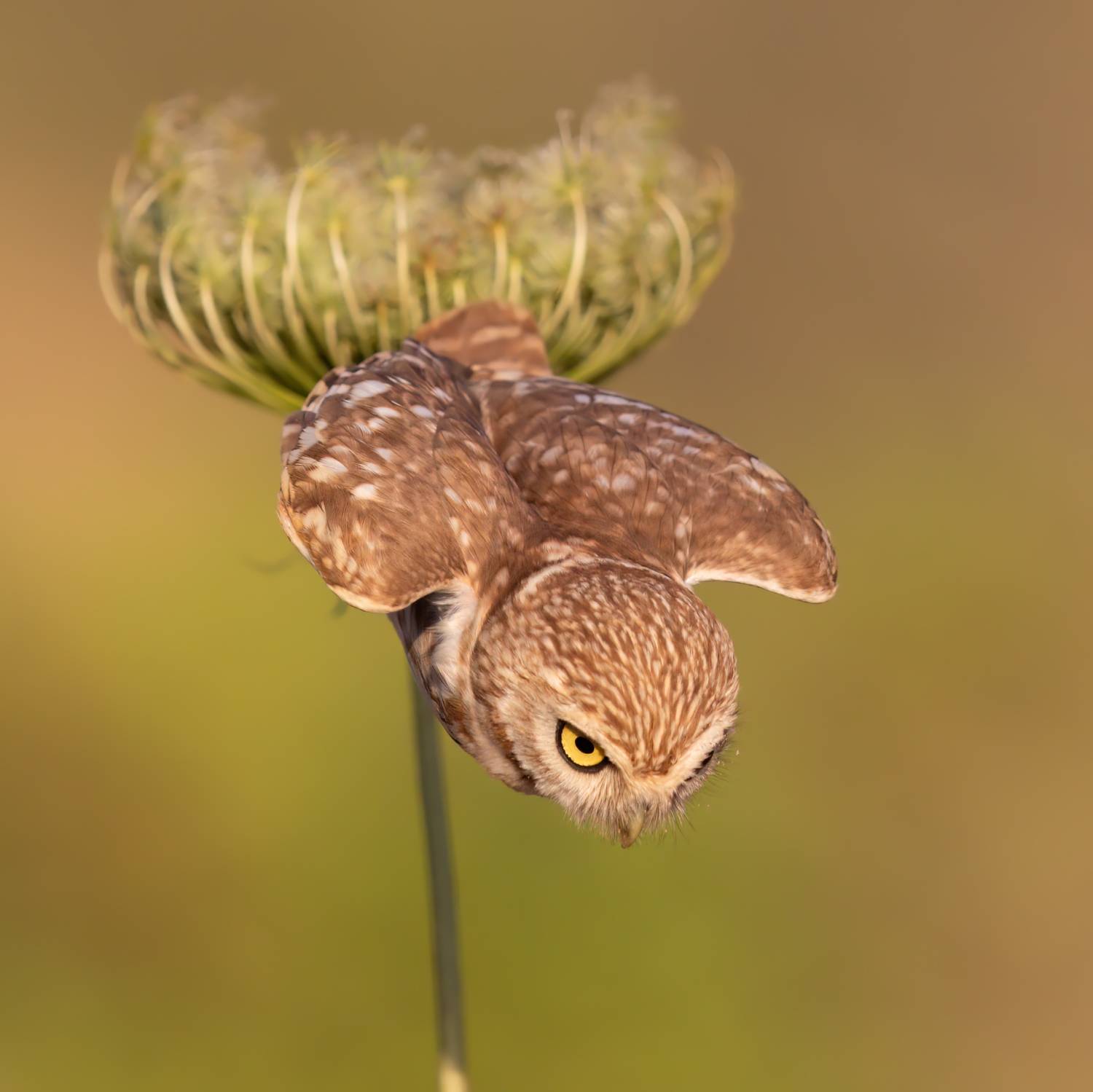 , Фруман Евгений