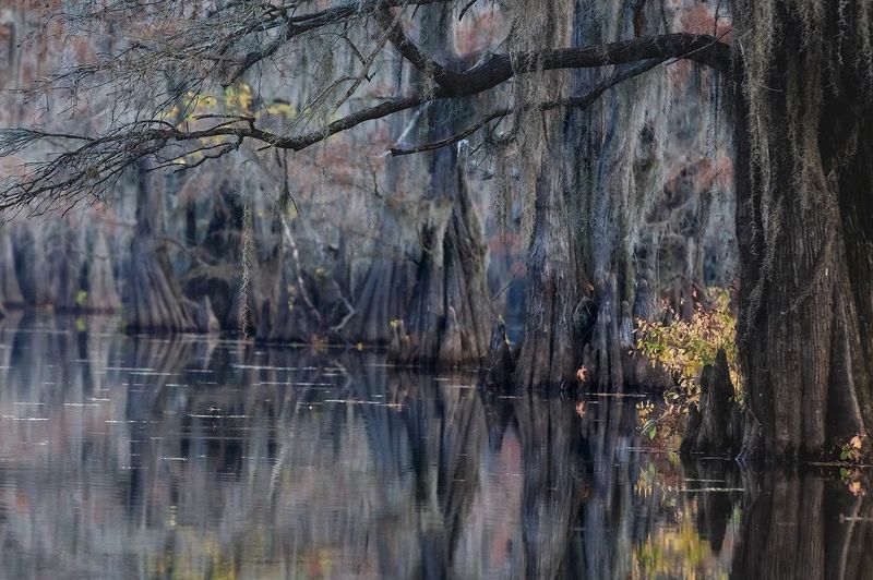 swamp фото превью