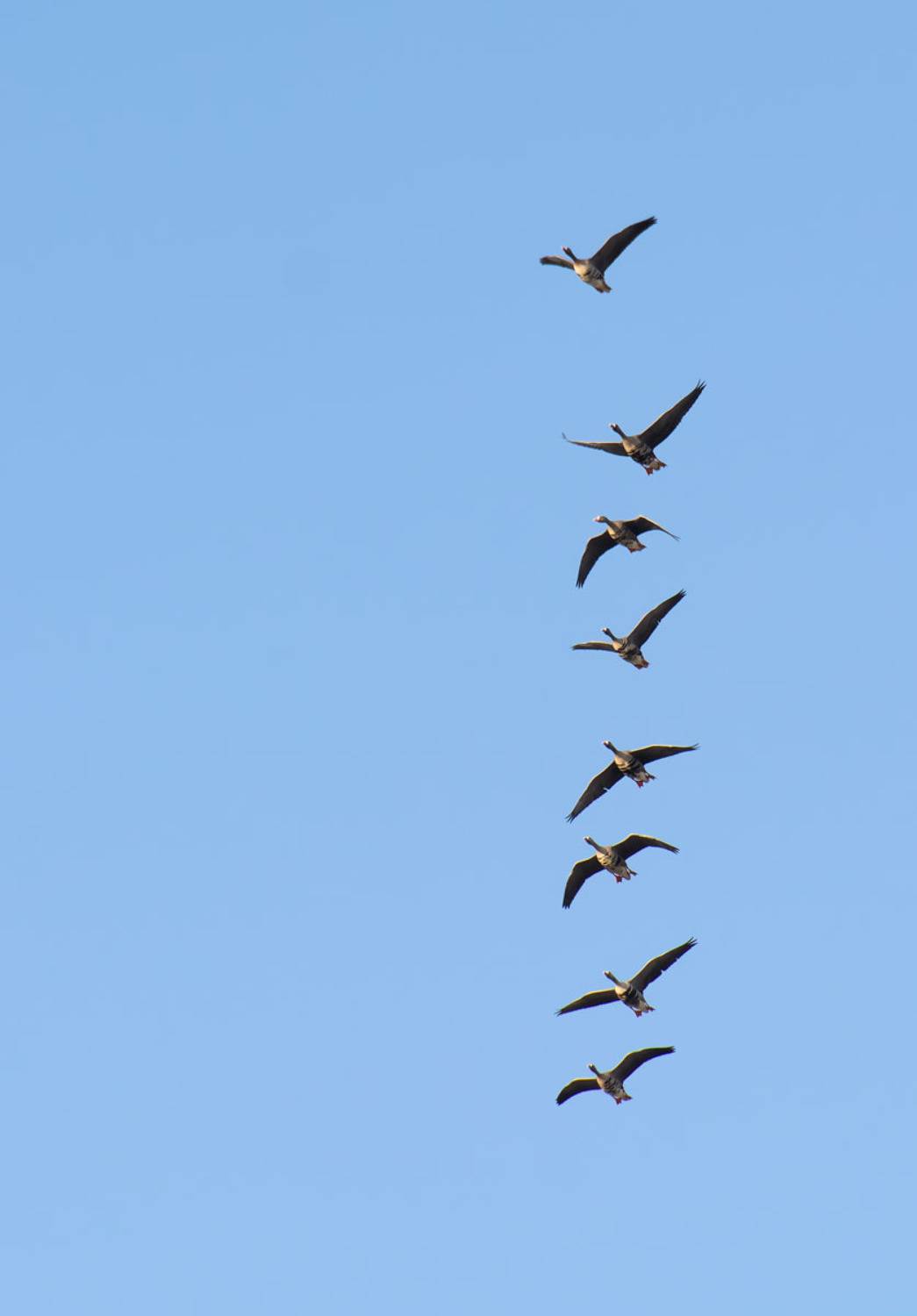 , Савенко Кирилл