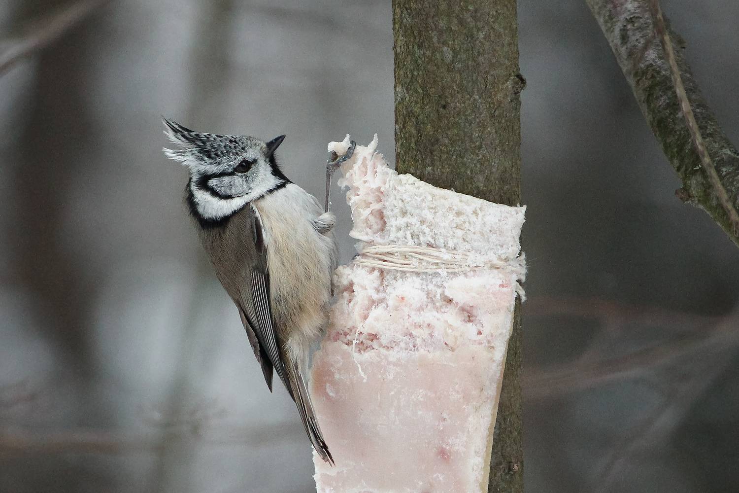 гренадерка, хохлатая синица, lophophanes cristatus, КарОл