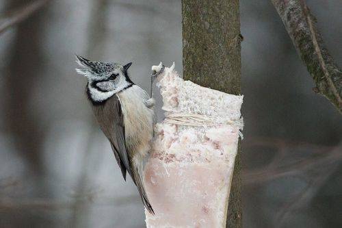 Хохлатая синица.