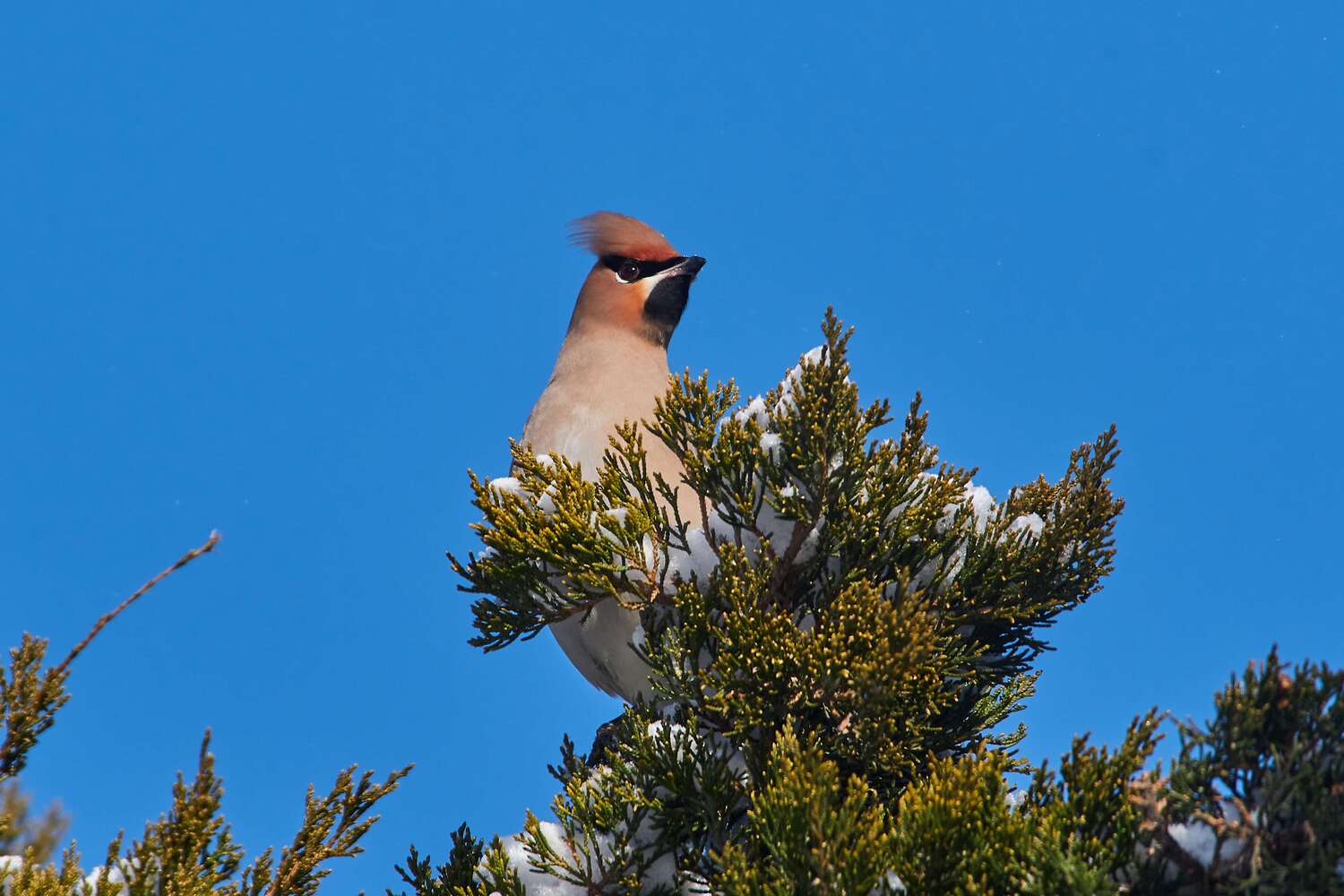 volgograd, russia, wildlife, bird, birds, birdswatching, Bombycilla garrulus, , Сторчилов Павел