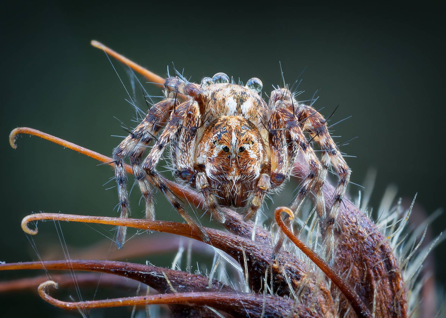 , Кузнецов Дмитрий