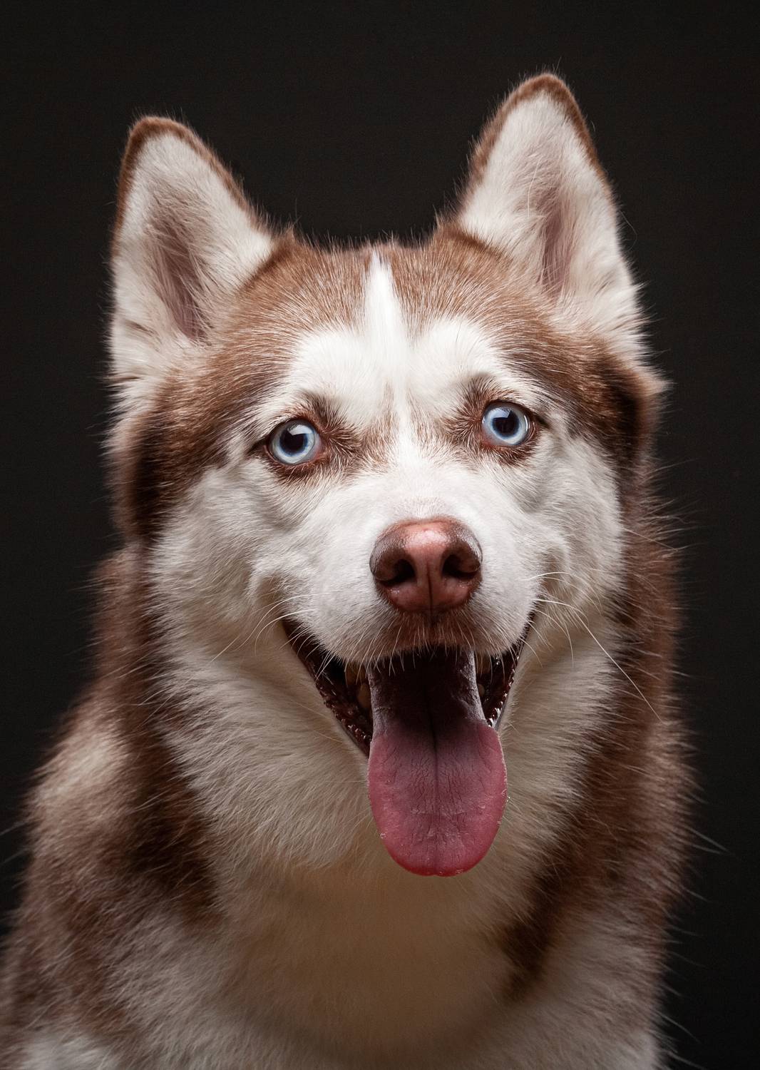 собака, животные, хаски, Евгений Дёгтев