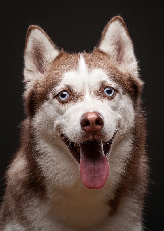 собака, животные, хаски *** фото превью