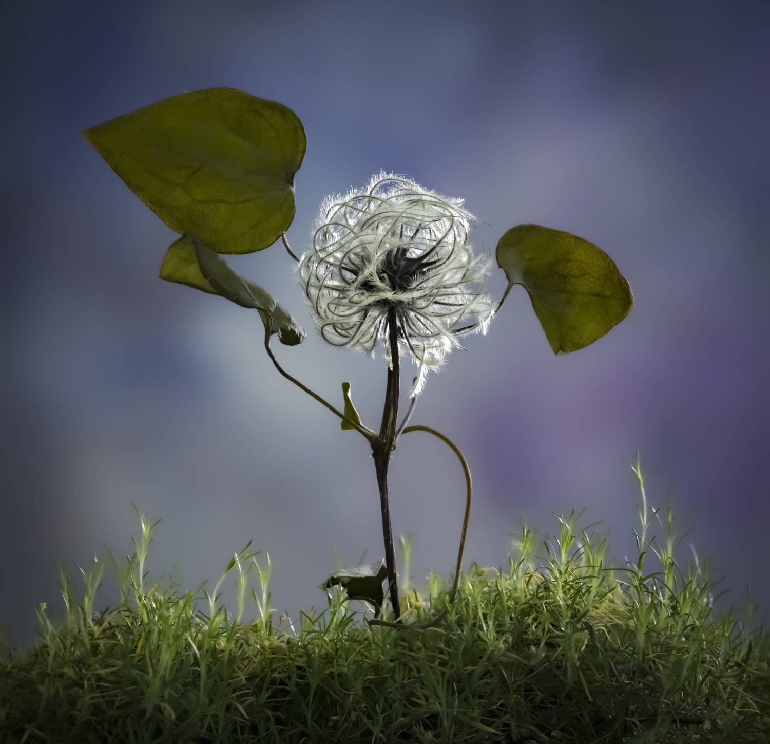 , Черновол Валентин