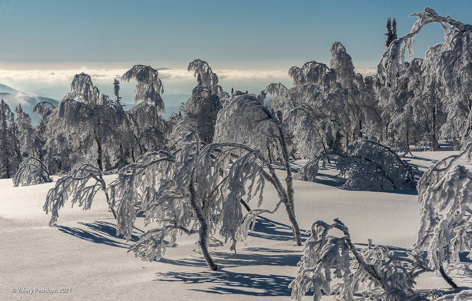 сибирь, зима, иней, снег, березы, шерегеш, горная шория, с наступающим новым годом!, Пешков Валерий
