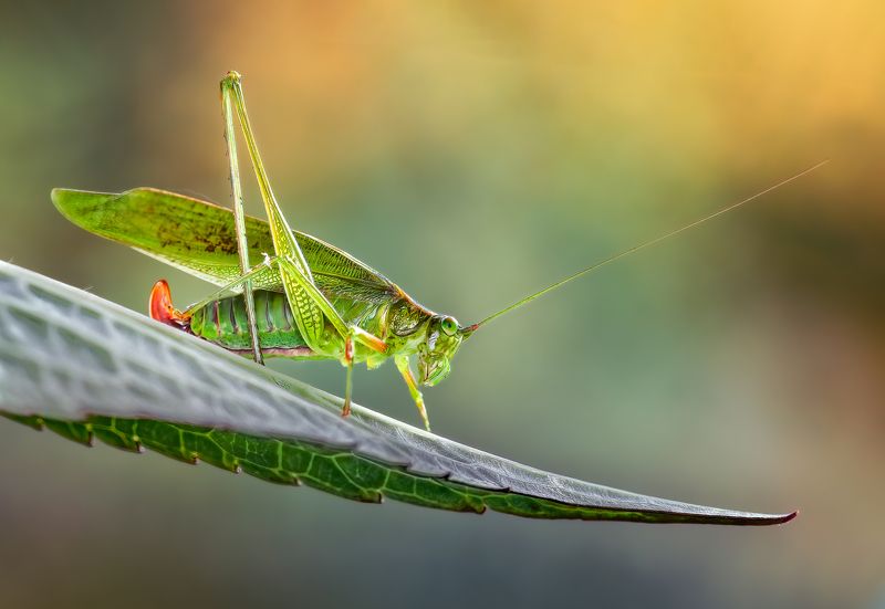 Resting фото превью