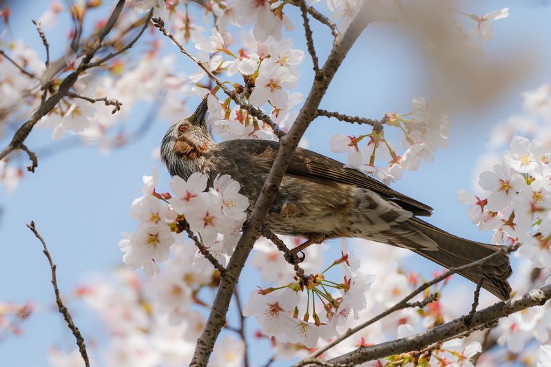 Cherry blossom фото превью
