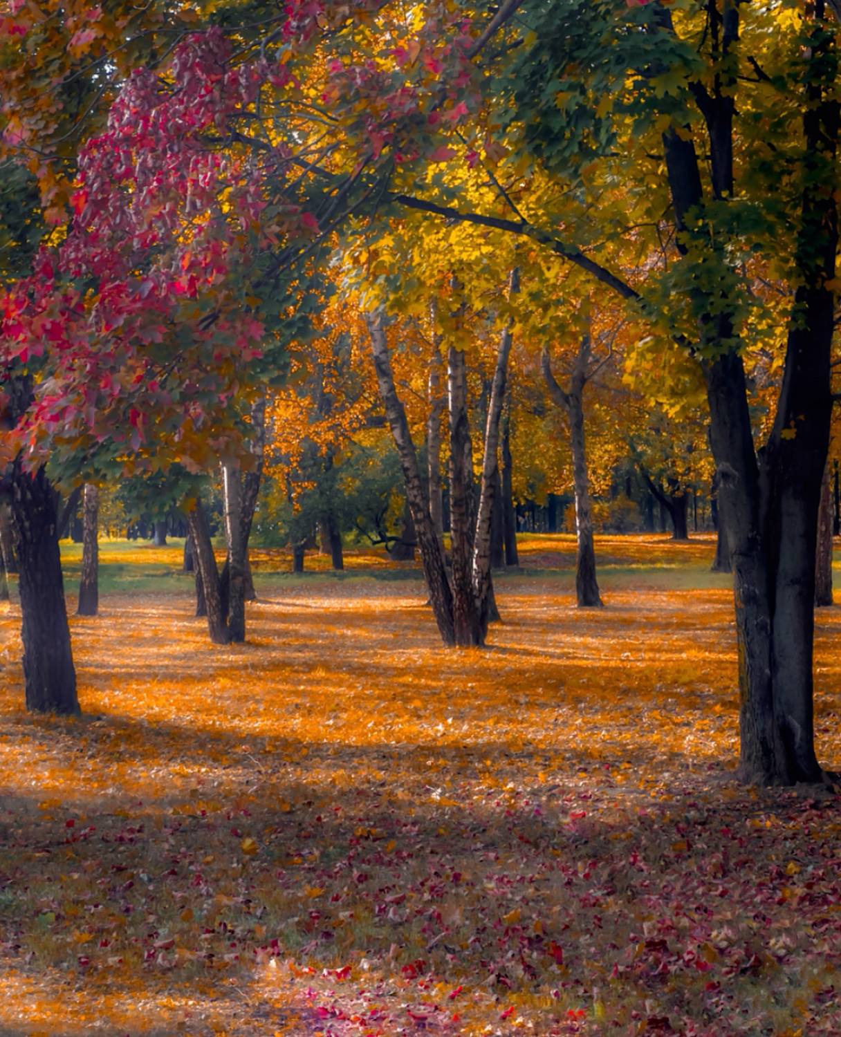 пейзаж, landscape, nature, природа, осень, autumn, золотаяосень, goldatum, лес, forest, Julia Kaissa