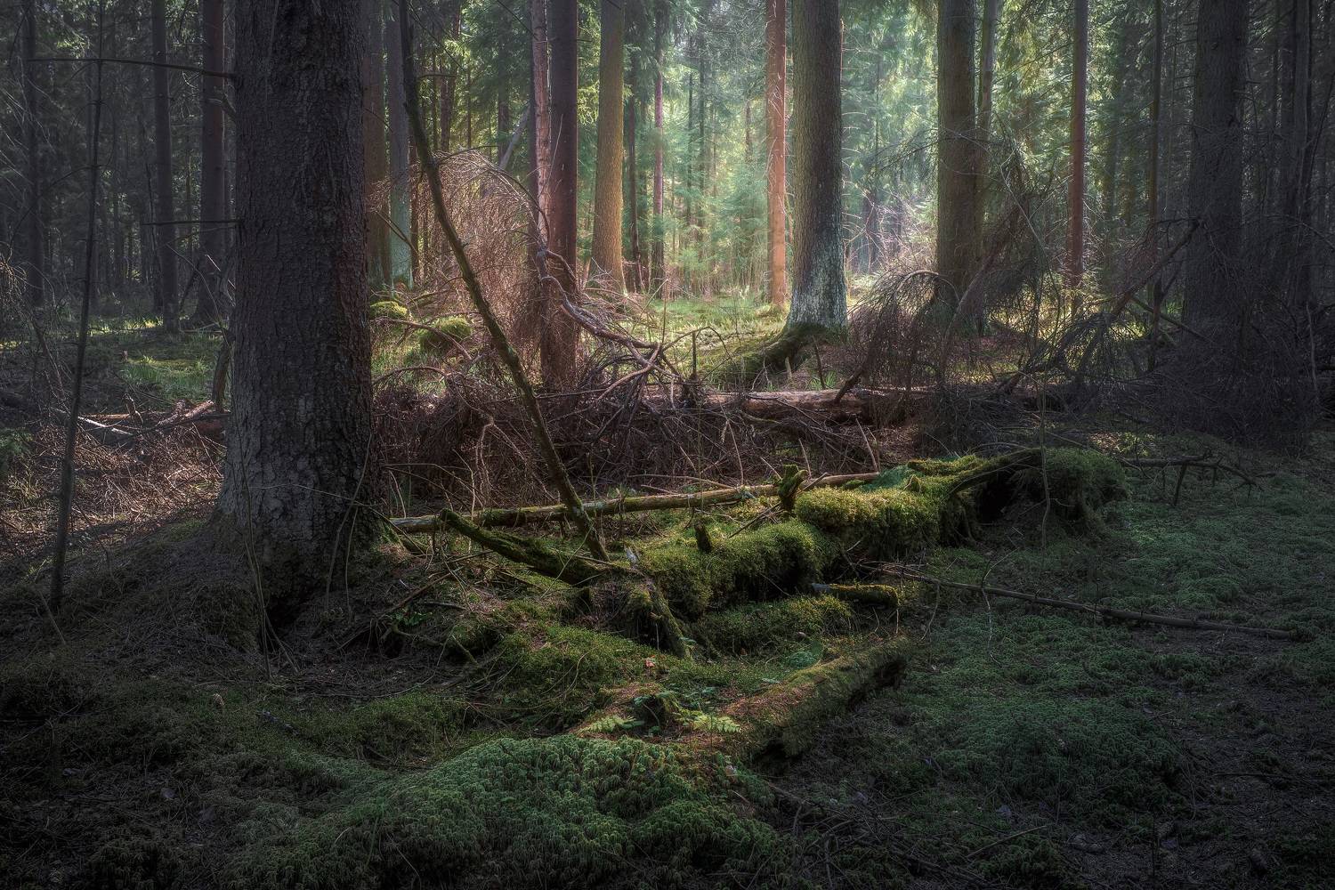 лес, деревья, листва, свет, Валерий Вождаев