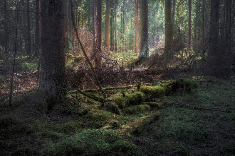 В апрельском лесу фото превью