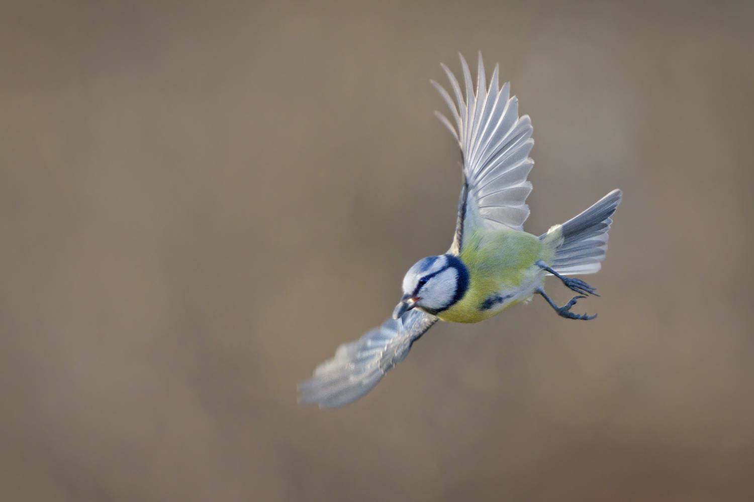 , Евгени Стефанов