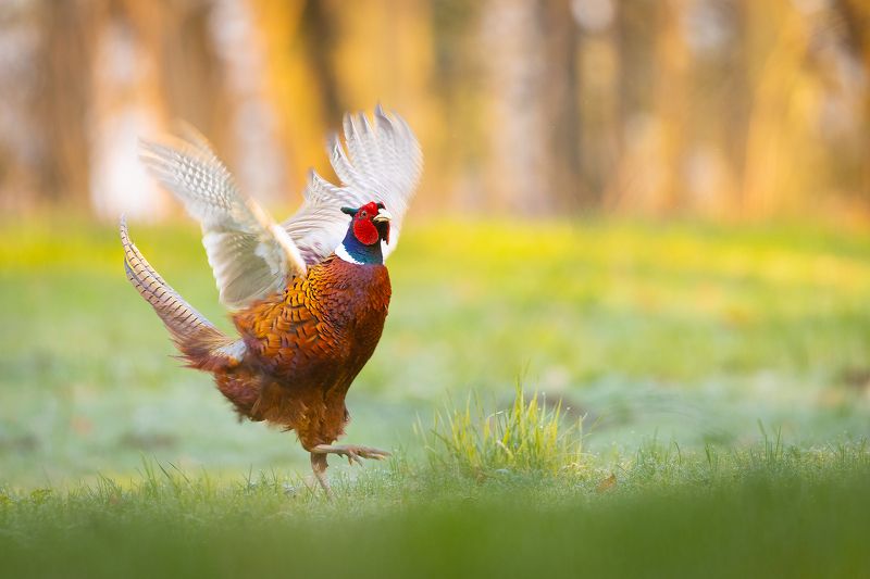 Pheasant фото превью