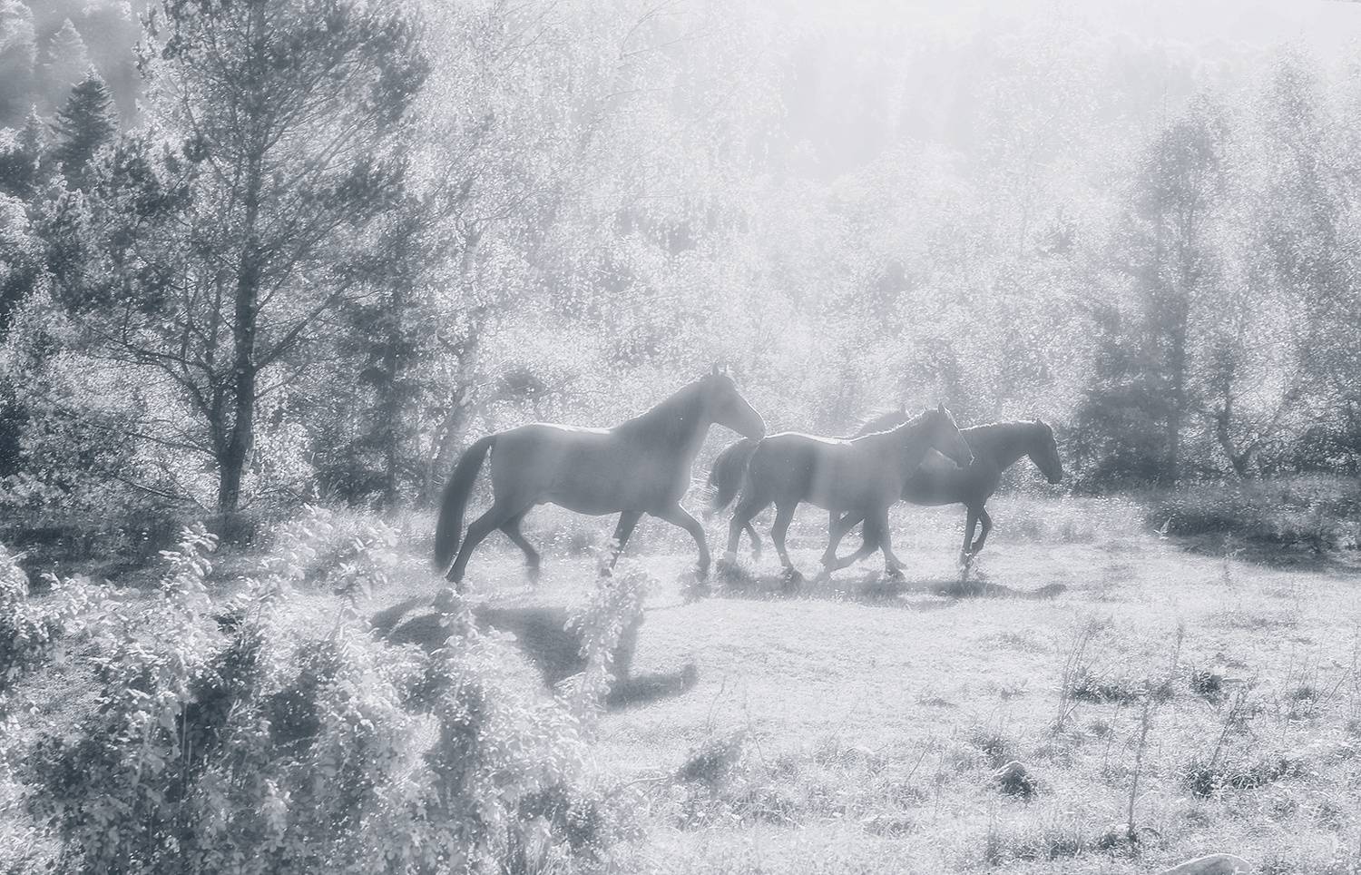 , Геннадий Чеботарев