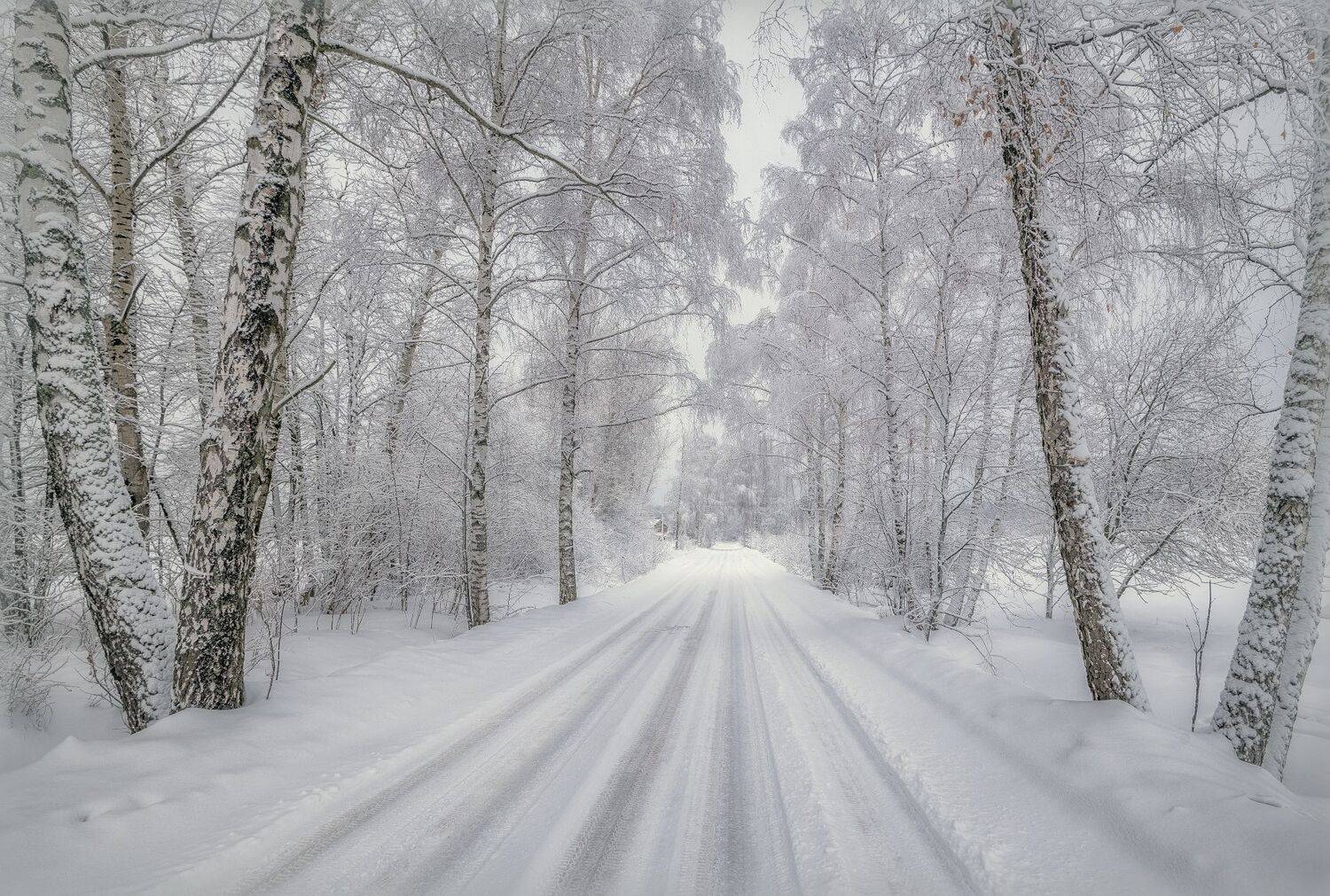 дорога, берёзы, зима, снег, иней, Сергей Аникин