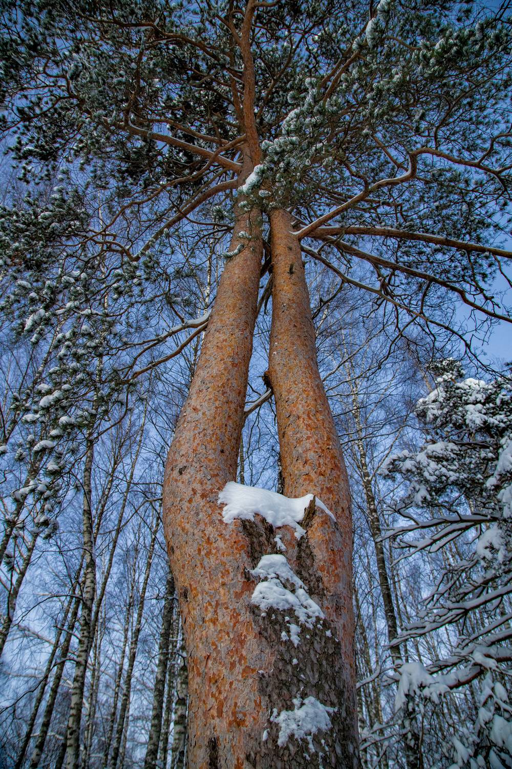 , Подосинников Максим