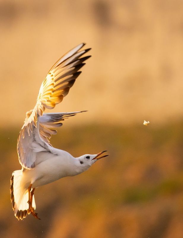 Gull фото превью
