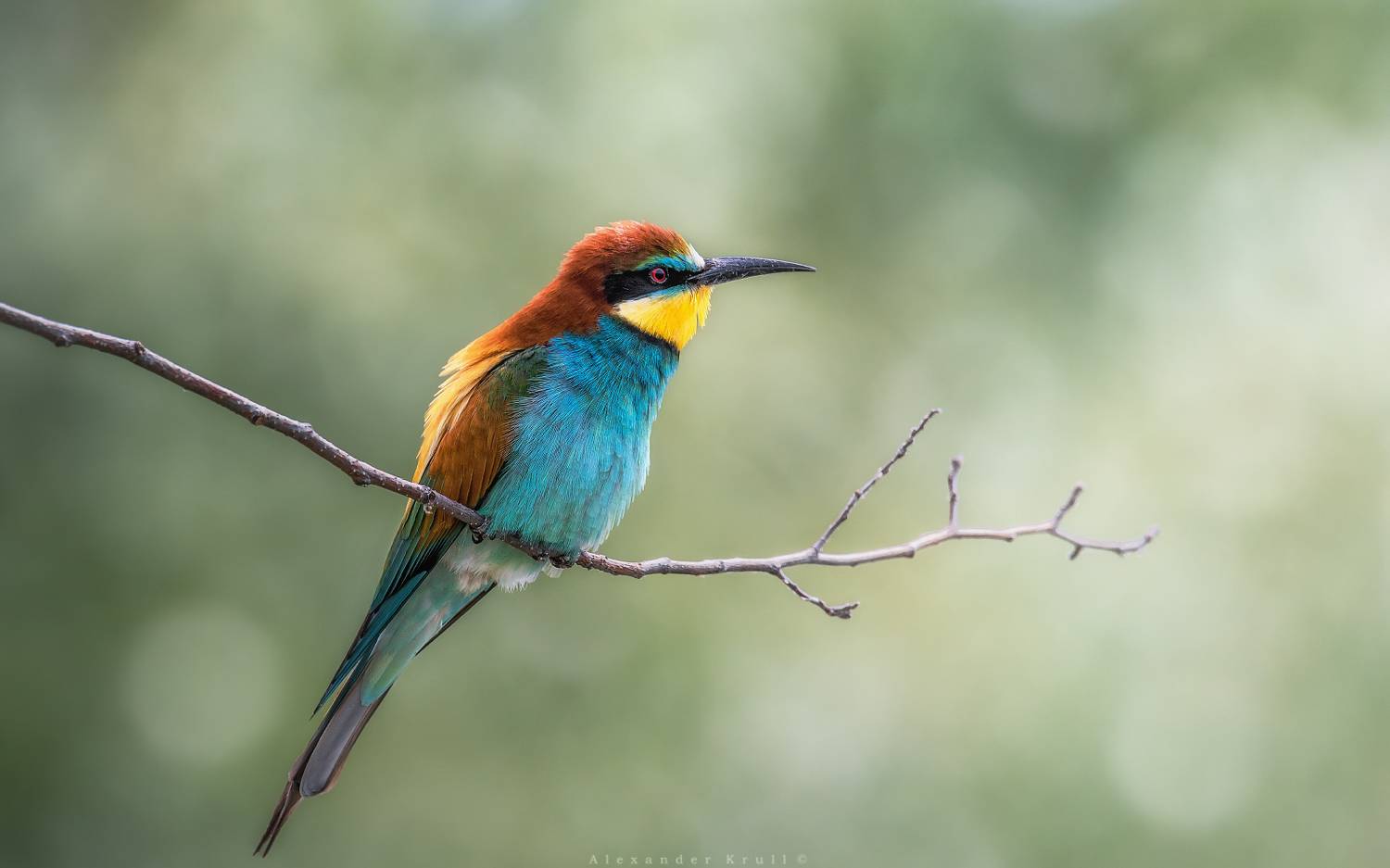 золотистая щурка, щурка, пчелоедка, merop apiaster, Круль Александр