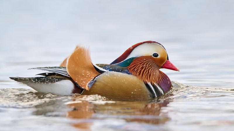 Мандаринка фото превью