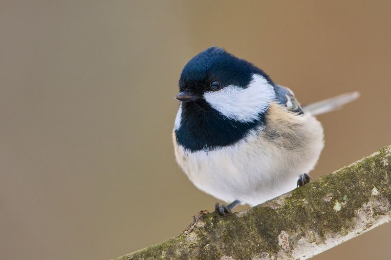 Московка фото превью