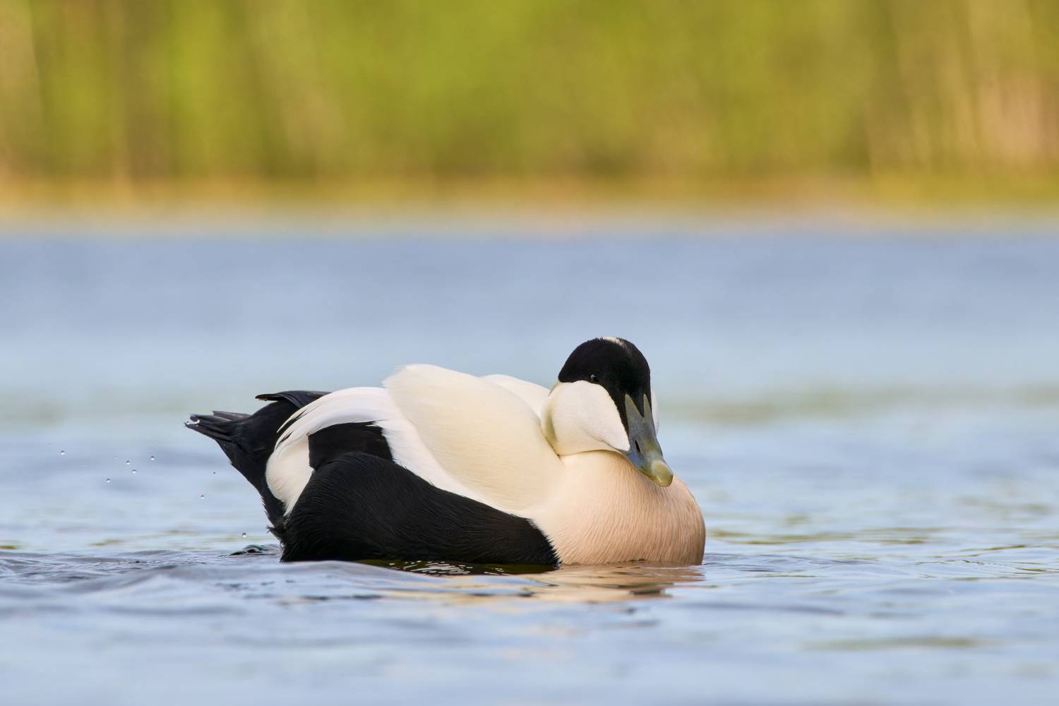 , Александр Семенов