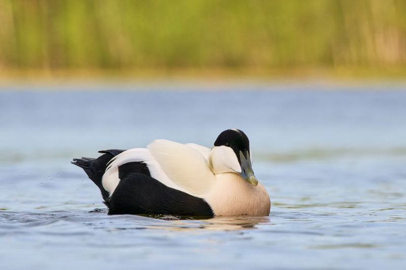 Гага фото превью