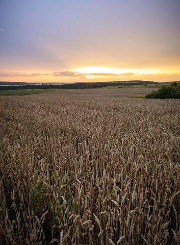 Пшеничные поля Самарской  области