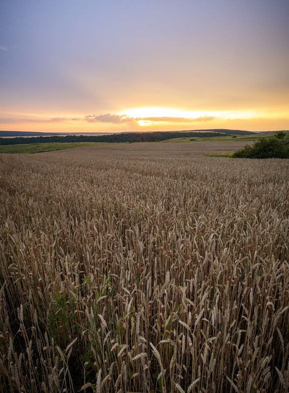 пейзаж, поле, пшеница, закат Пшеничные поля Самарской  области фото превью