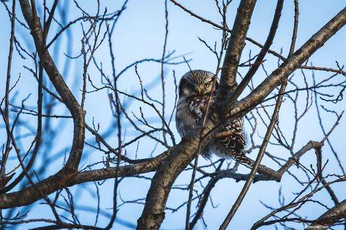 Ястребиная сова