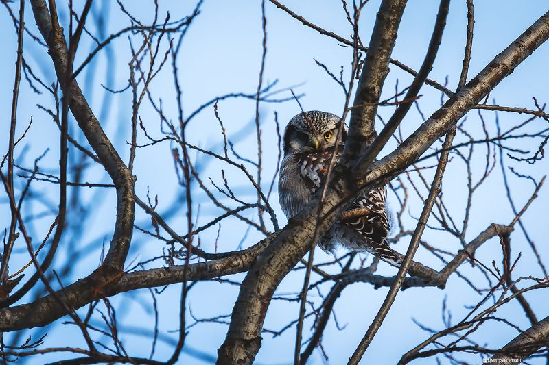 Ястребиная сова фото превью