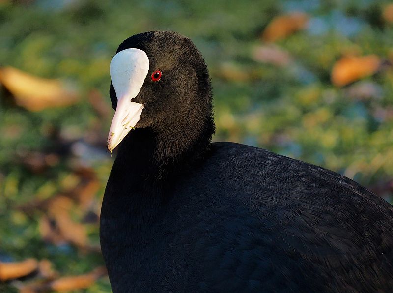 птица, портрет, лысуха, bird, portrait Портрет лысухи фото превью