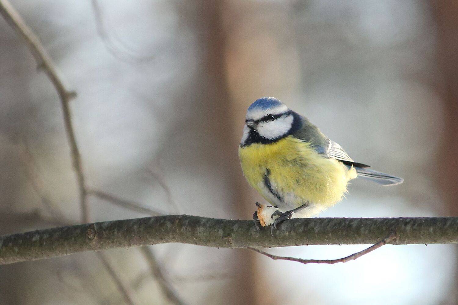 синица, обыкновенная лазоревка, cyanistes caeruleus, КарОл