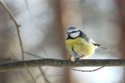 Лазоревка обыкновенная