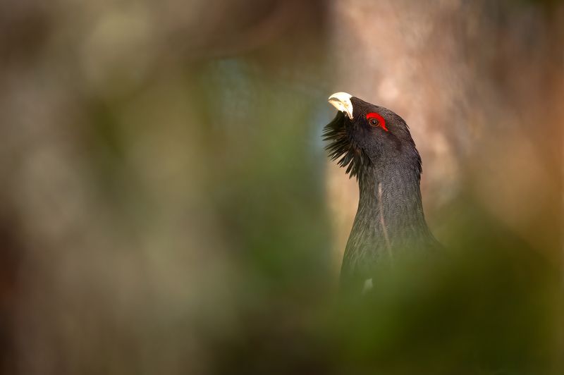 Глухарь. фото превью