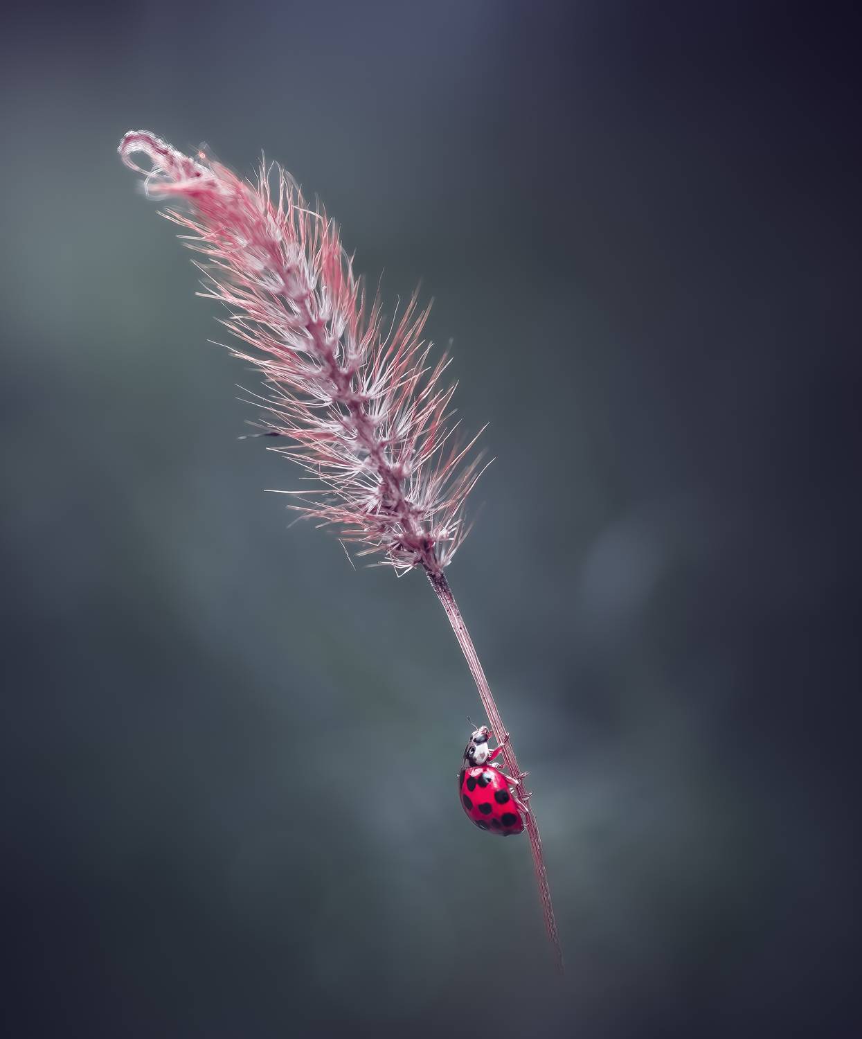 ladybug, beetle, insect, flower, macro, bugs, ladybird,, Atul Saluja