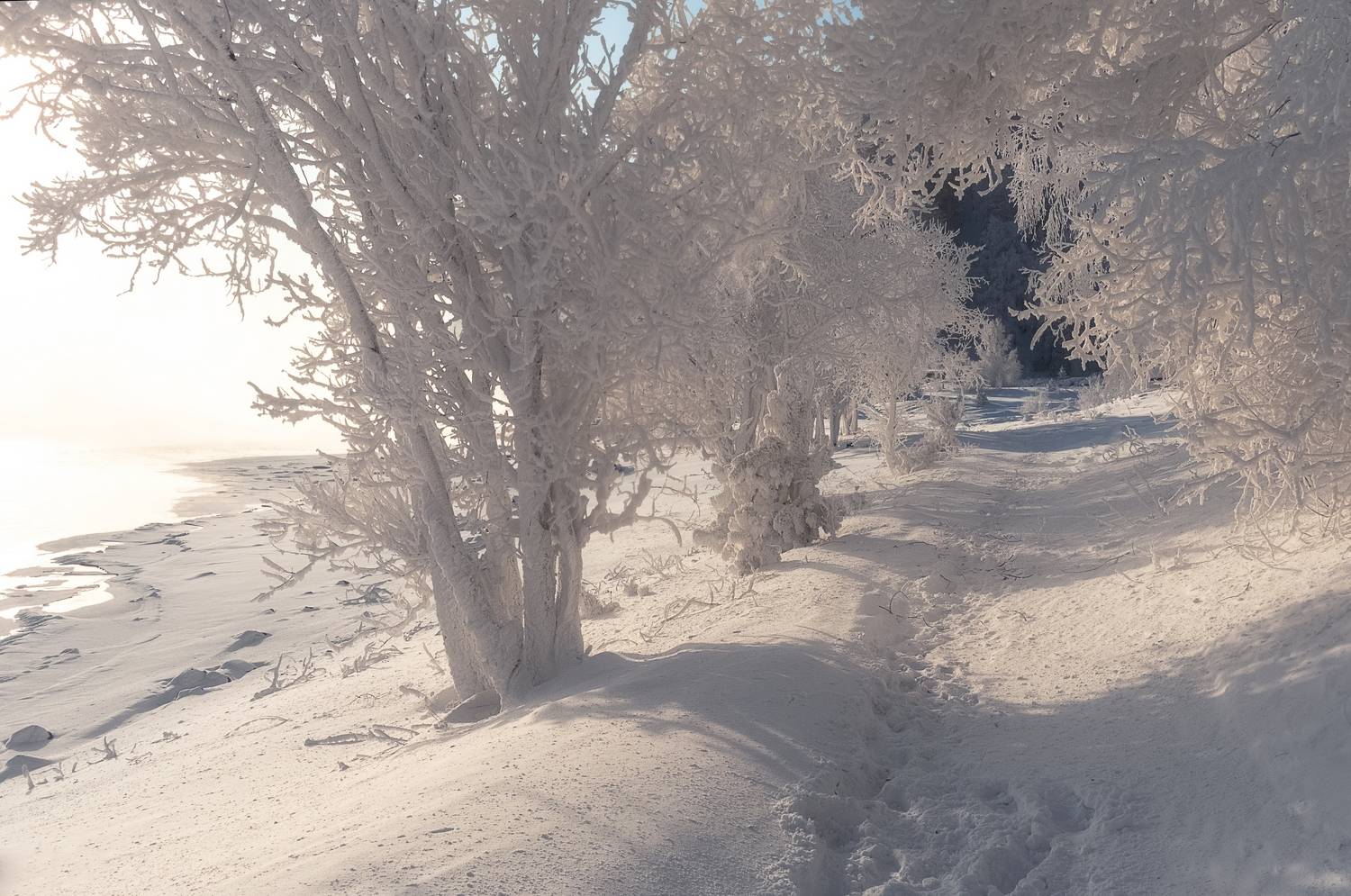 зима, мороз, сибирь, иней, Фомина Марина