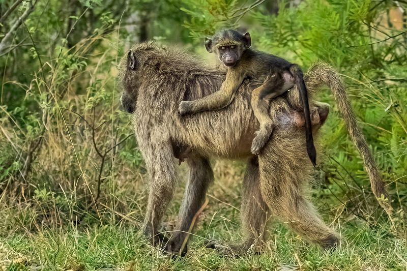 Ну, я пошел! фото превью