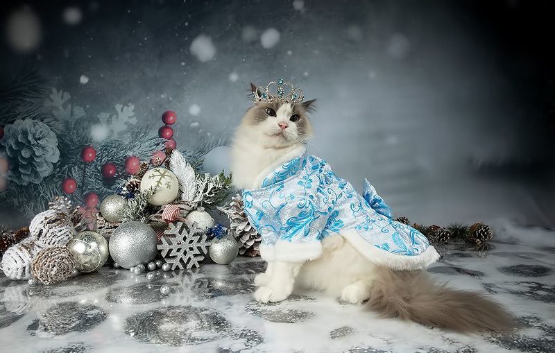 матильда, новый год, праздник, рэгдолл, сat, кошка, животные, кошки, ragdoll cat, ragdoll Матильда. Снегурочку - вызывали? Happy New Year! фото превью