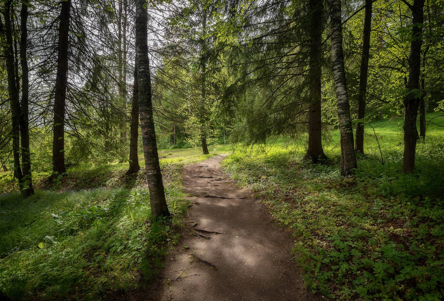 лес, весна, тропинка, Сергей Аникин