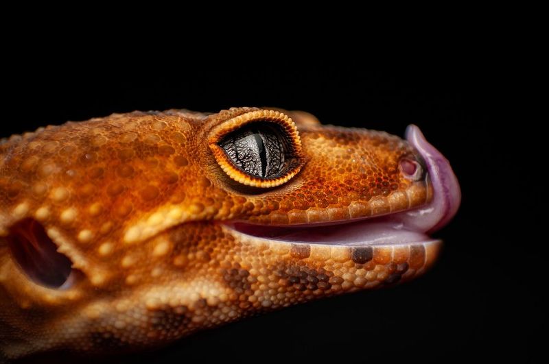 Tangerine Leopard Gecko фото превью