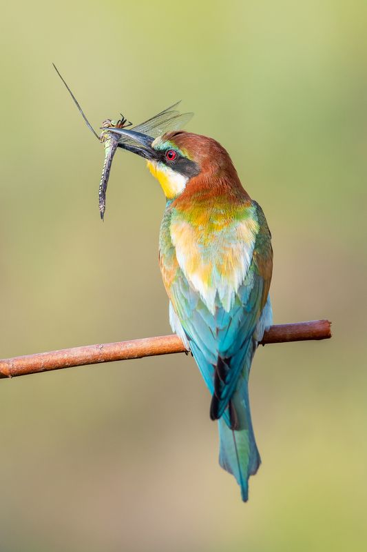 Золотистая щурка / European bee-eater / Merops apiaster фото превью