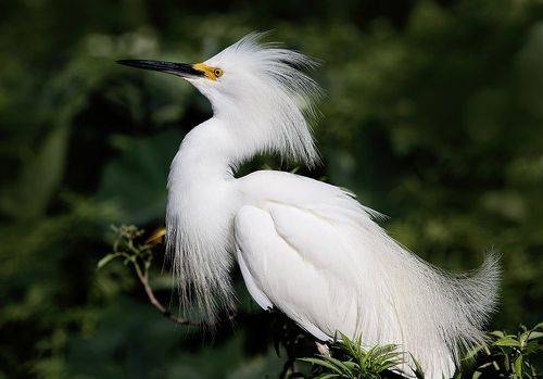 Happy New Year! Американская белая цапля - Snowy Egret.