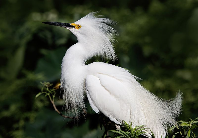 американская белая цапля, snowy egret, heron, florida, цапля, флорида Happy New Year! Американская белая цапля - Snowy Egret. фото превью