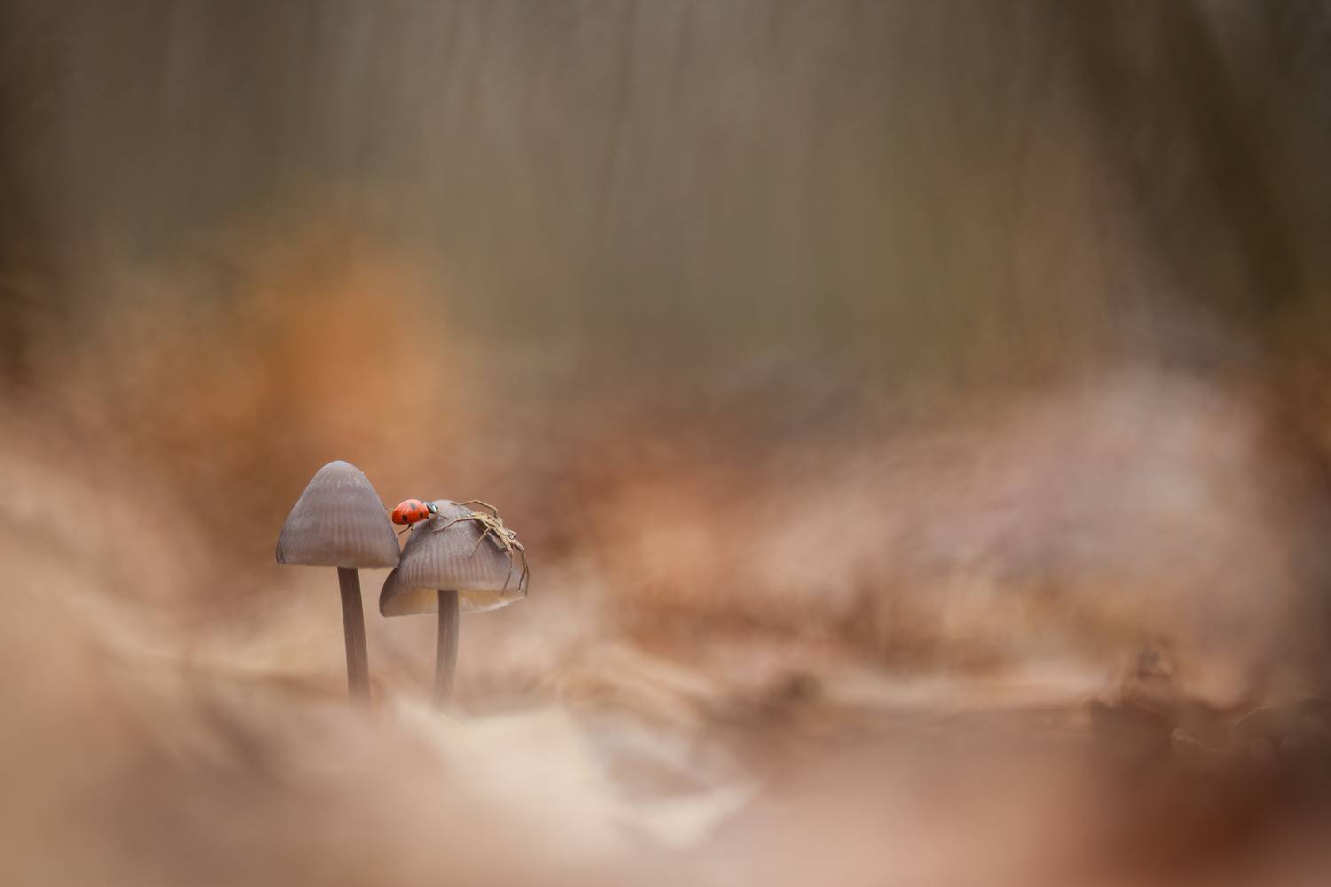 , Викулов Николай