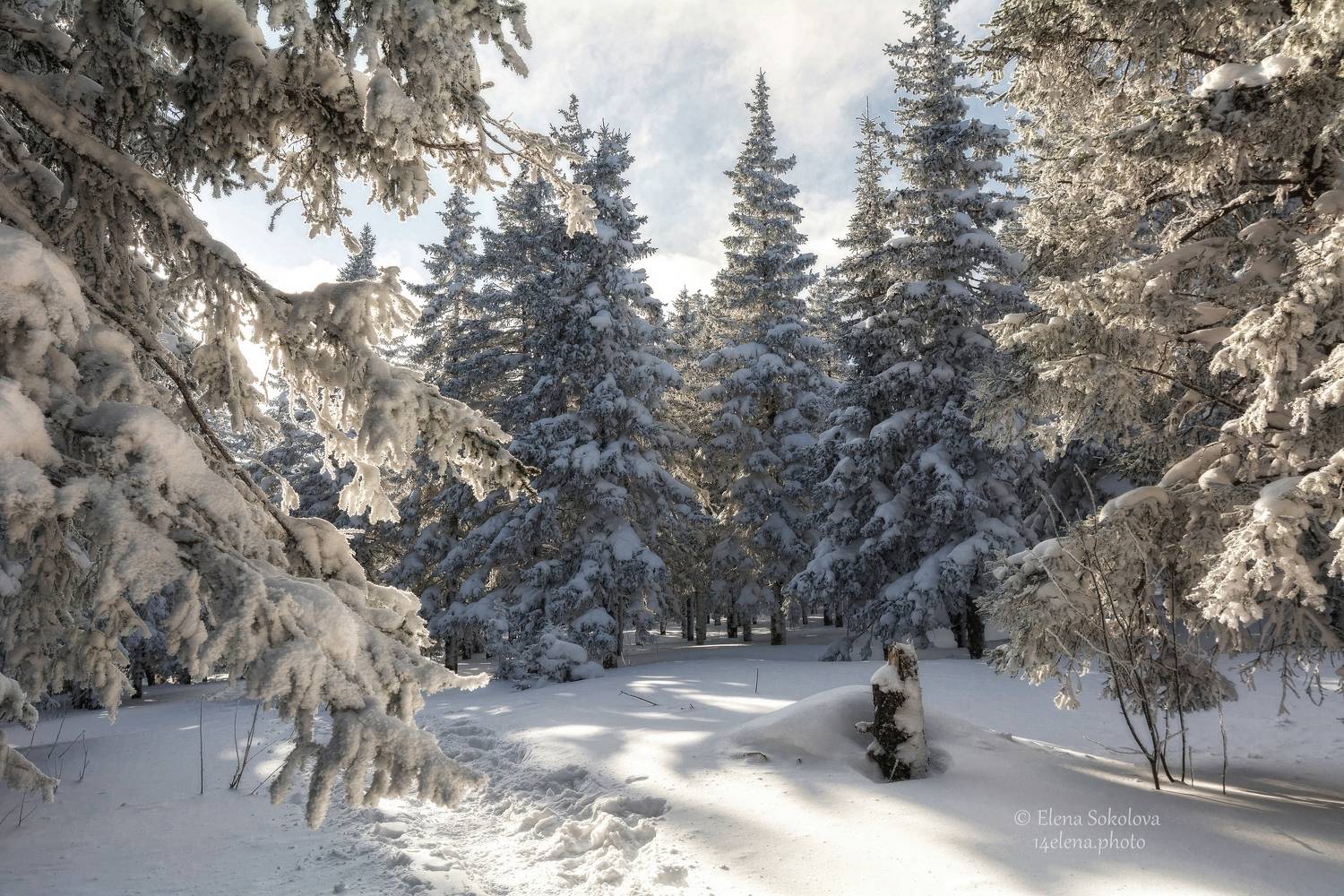лес, зима, сенег, таганай, Соколова Елена