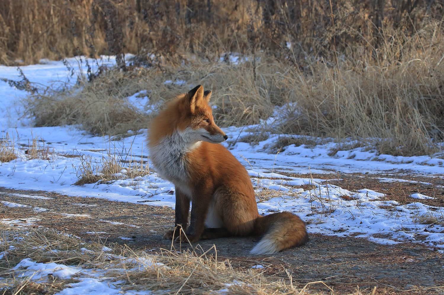 лиса, Валерий Платонов