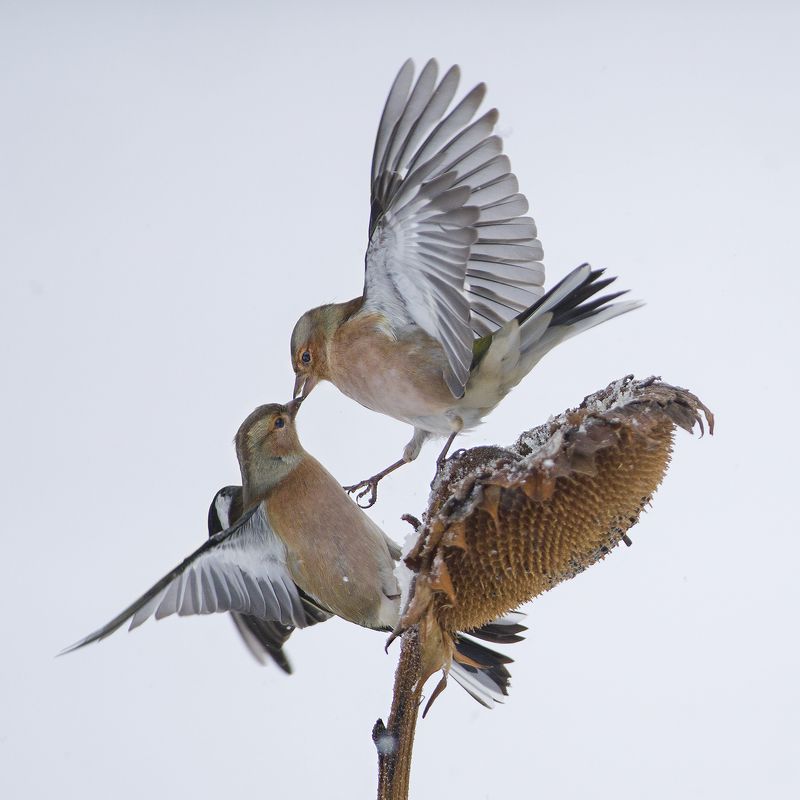 С Новым годом! фото превью
